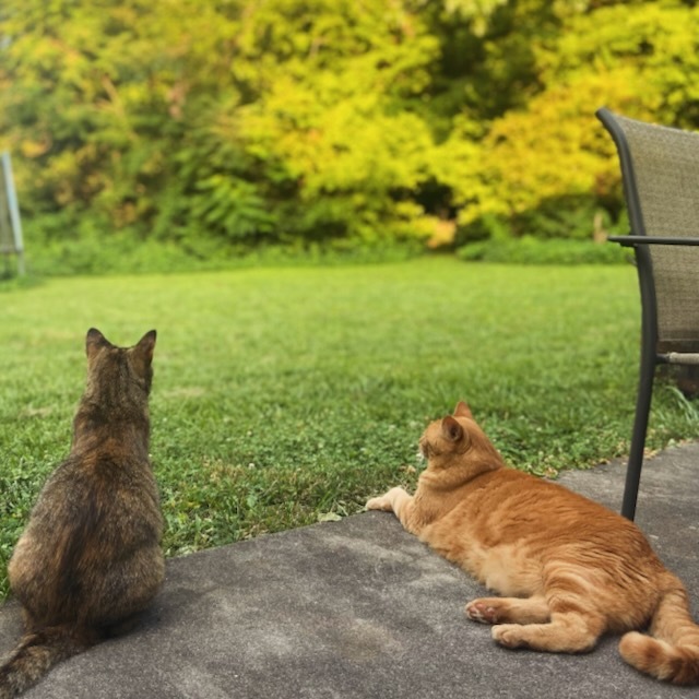 Bambu & Milo